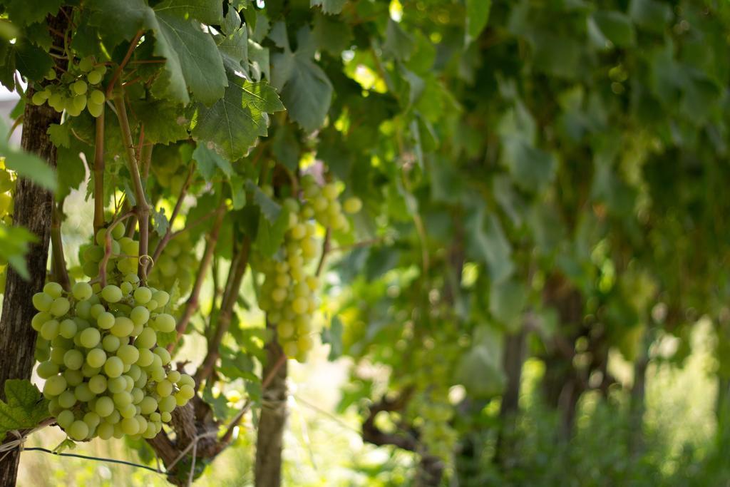 Agriturismo Il Gelsomino Ritrovato Милаццо Экстерьер фото
